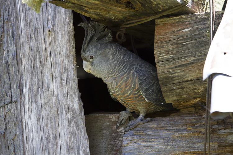 Grey and bronze bird on wooden cabin wall.
