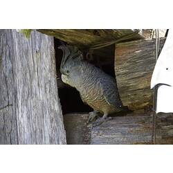 Grey and bronze bird on wooden cabin wall.