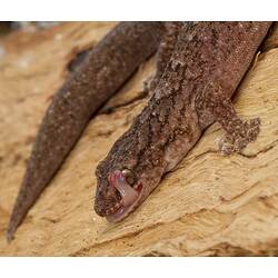 Mottled brown gecko licking eyeball.