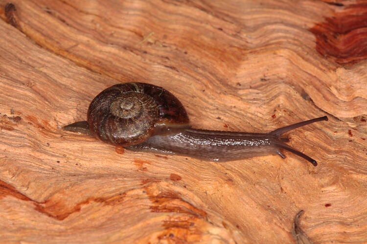 Long brown snail on bark.