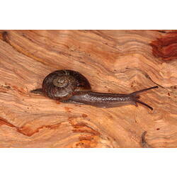 <em>Austrorhytida</em> Smith, 1987, Carnivorous Snail