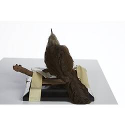<em>Garrulax leucolophus leucolophus</em>, White-crested Laughing-thrush, mount.  Registration no. 28836.