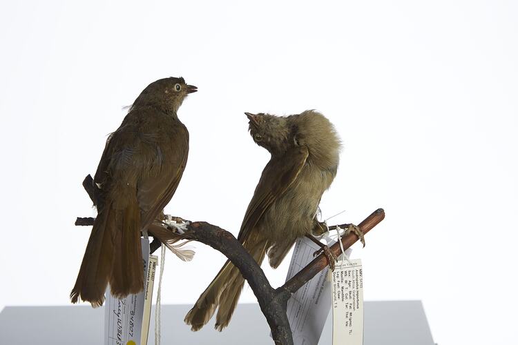 <em>Andropadus importunus</em> and <em>Andropadus importunus importunus</em>, Sombre Greenbul, mounts.  Registration nos. 54703 (right) & 54807 (left).