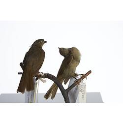 <em>Andropadus importunus</em> and <em>Andropadus importunus importunus</em>, Sombre Greenbul, mounts.  Registration nos. 54703 (right) & 54807 (left).