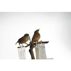 <em>Troglodytes troglodytes</em>, Winter Wren, mounts.  Registration nos. 58161 (right) & 58162 (left).