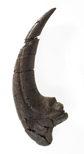 Curved dinosaur claw specimen.
