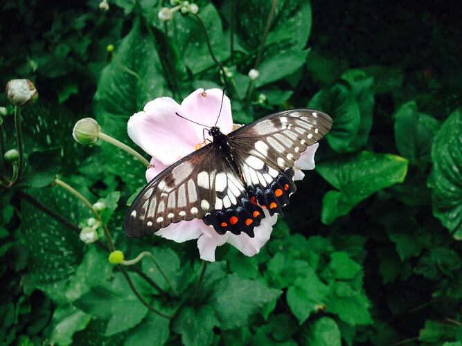 White, black and red butterfly, wings spread, on greenery.