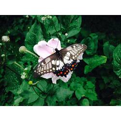 <em>Papilio (Eleppone) anactus</em> Macleay, 1826, Dingy Swallowtail