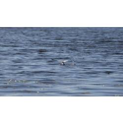 Whiskered Tern.