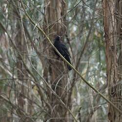 Black bird in tree, head turned to side.