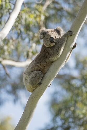 Koala on a pale tree trunk looking at viewer.