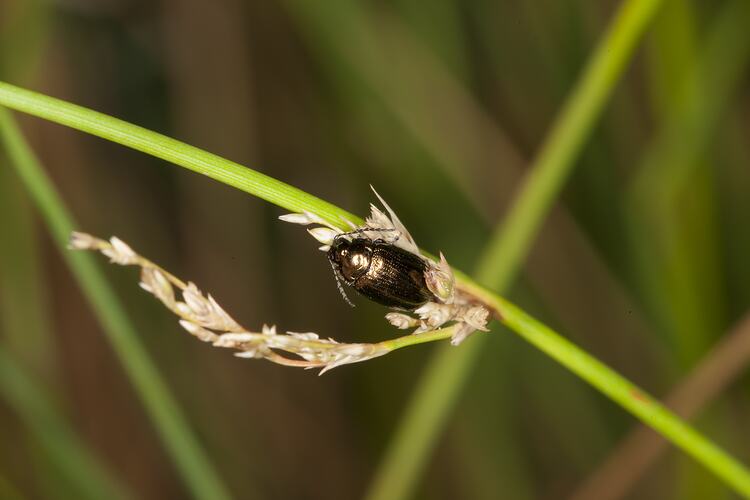Order Coleoptera, beetle. Mitchell River National Park, Victoria.