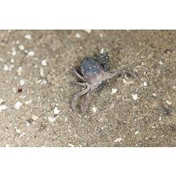 <em>Mictyris</em> sp., crab. Lakes Entrance, Victoria.