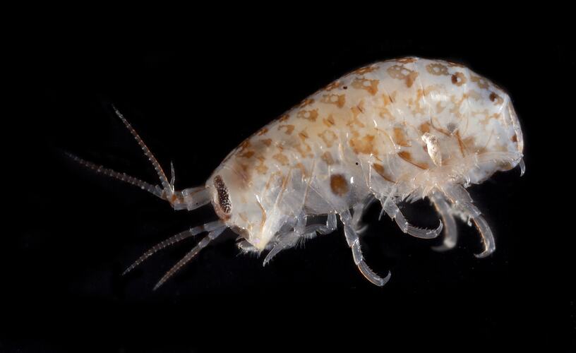 Sied view of amphipod against black background.