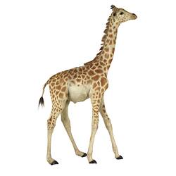 Side view of juvenile giraffe specimen.