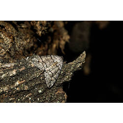 <em>Dysbatus singularis</em>, moth. Murray Explored Bioscan.