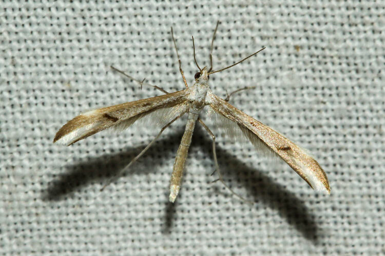 <em>Platyptilia celidotus</em>, moth. Murray Explored Bioscan.