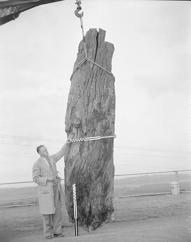 Man wearing a dust coat, standing next to a fossilised Kauri stump, being suspended from a crane. He holds a r