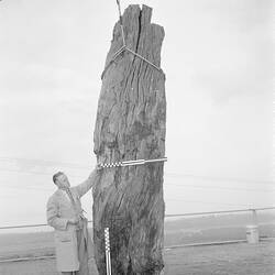 Negative - State Electricity Commission, Yallourn Open Cut, Fossilised Tree, Victoria, 1962