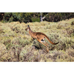 Red Kangaroo bounding arcross shrubland.