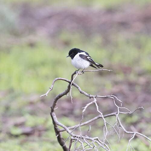 Black and white bird on branch on ground.