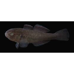 Carp Gudgeon.
