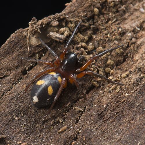Spotted Ground Spider.