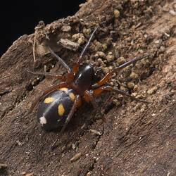 Spotted Ground Spider.