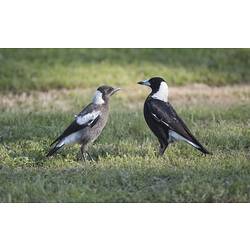 Two magpies on grass, one a grey juvenile.