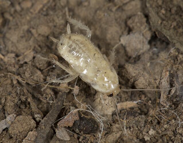 Family Blattidae, cockroach. Murray Explored Bioscan.
