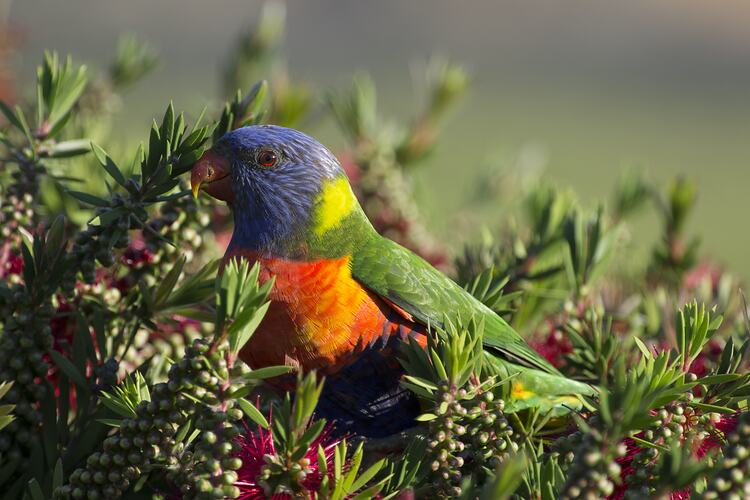 Blue, green, red, yellow and orange bird in bush.
