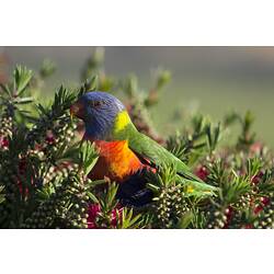 Blue, green, red, yellow and orange bird in bush.