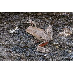 Brown frog with red splashes on legs on rock.