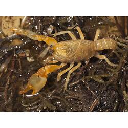 Yellow-orange burrowing crayfish on damp vegetation.