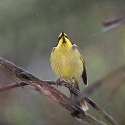 Yellow-chested bird with black chin on branch.