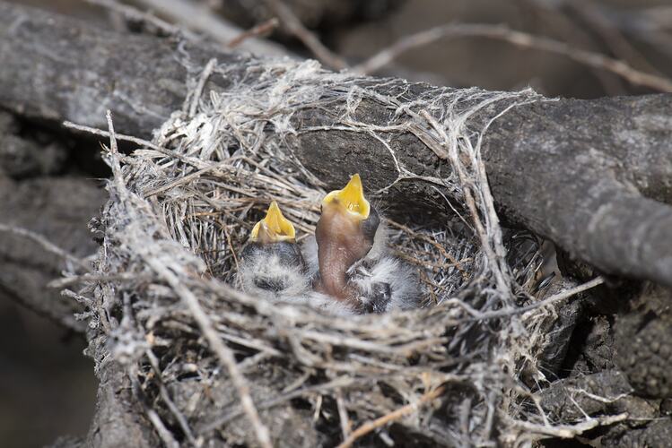 Bird fledglings in nest calling for food.