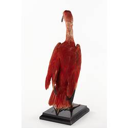 Taxidermied crimson bird specimen, rear view.