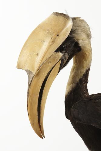 Detail of bird specimen with large casque on beak.