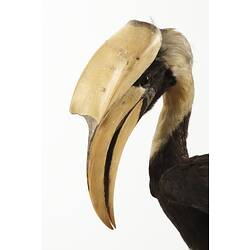 Taxidermy Mount - Great Hornbill, <em>Buceros bicornis</em>