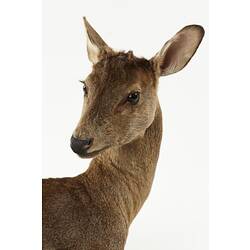 Detail of taxidermied deer head.