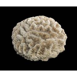 White brain coral specimen on black background.