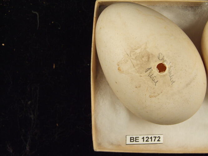 Close up of  bird egg in box.