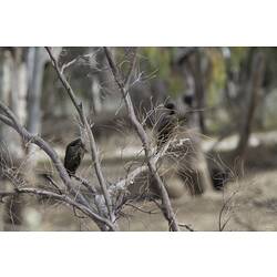 Little black cormorants.