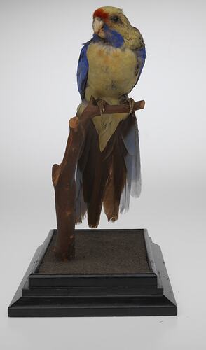 Front view of yellow bird specimen mounted on perch.
