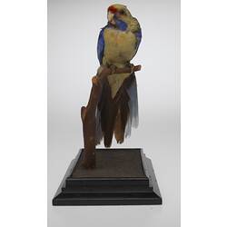 Front view of yellow bird specimen mounted on perch.