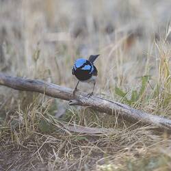 Black and blue bird with long tail on branch near ground.
