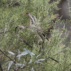 Grey and white bird in bush.