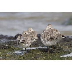 Group of mottled brown water birds.