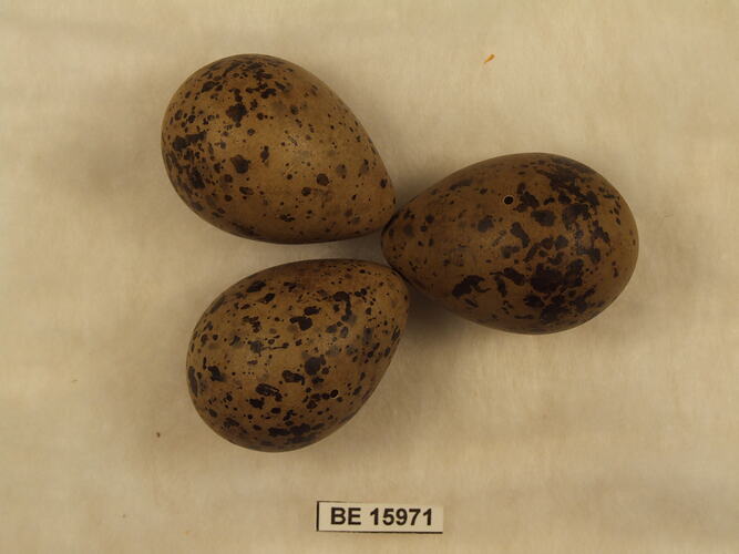 Three bird eggs with specimen label.