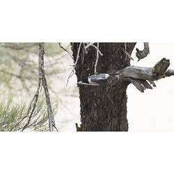 <em>Cracticus torquatus</em>, Grey Butcherbird. Wyperfeld National Park, Victoria.